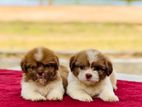 Shih Tzu Puppies