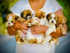 Shih Tzu Puppies