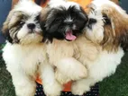 Shih Tzu Puppies