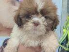 Shih tzu Puppies