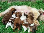 Shih Tzu Puppies