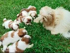 Shih Tzu Puppies