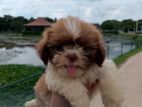 Shih Tzu Puppies
