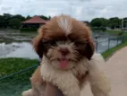 Shih Tzu Puppies