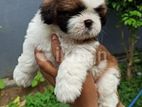 Shih Tzu Puppies