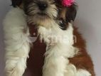 Shih Tzu Puppies