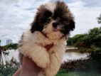 Shih Tzu puppies
