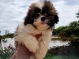 Shih Tzu puppies