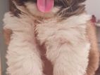 Shih Tzu Puppies