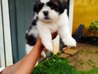 Shih Tzu Puppies