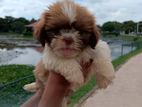 Shih Tzu Puppies