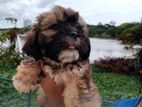 Shih Tzu Puppies