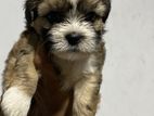 Shih Tzu Puppies