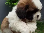 Shih Tzu Puppies