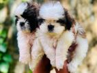 Shih tzu puppies