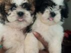 Shih Tzu Puppies