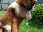 Shih Tzu Puppies