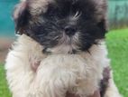 Shih Tzu Puppies
