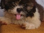 Shih Tzu Puppies