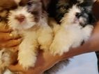 Shih Tzu Puppies