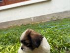 Shih tzu Puppies