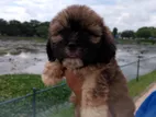 Shih Tzu puppies
