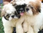 Shih Tzu Puppies