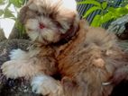 Shih Tzu Puppies