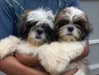 Shih Tzu Puppies