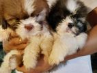 Shih tzu Puppies