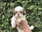 Shih Tzu Puppies