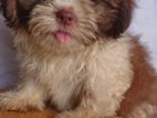 Shih Tzu Puppies