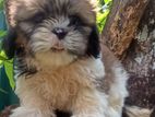 Shih Tzu Puppies