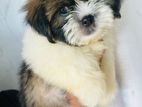 Shih Tzu Puppies