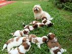 Shih Tzu Puppies