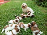Shih Tzu Puppies