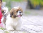 Shih Tzu Puppies