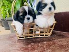 Shih Tzu Puppies