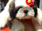 Shih Tzu Puppies