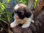 Shih Tzu Puppies