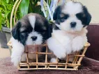 Shih Tzu Puppies