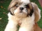Shih tzu Puppies