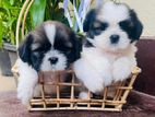 Shih Tzu Puppies