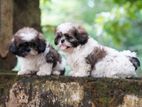 Shih Tzu Puppies