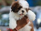 Shih Tzu Puppies