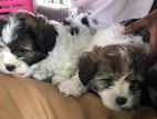 Shih Tzu Puppies