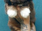 Shih Tzu Puppies