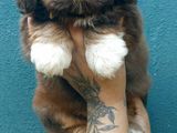 Shih Tzu Puppies