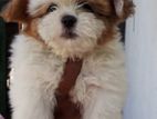 Shih Tzu Puppies
