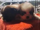 Shih Tzu Puppies